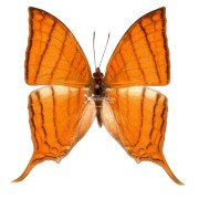 The pale daggerwing